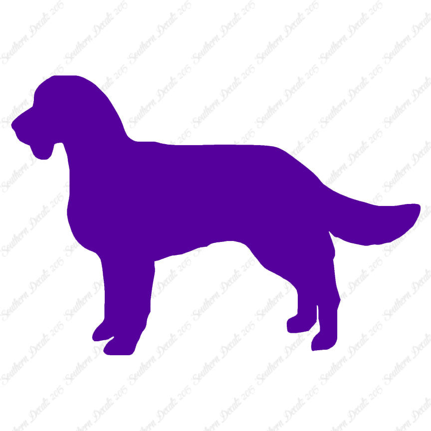 American Water Spaniel Dog Breed