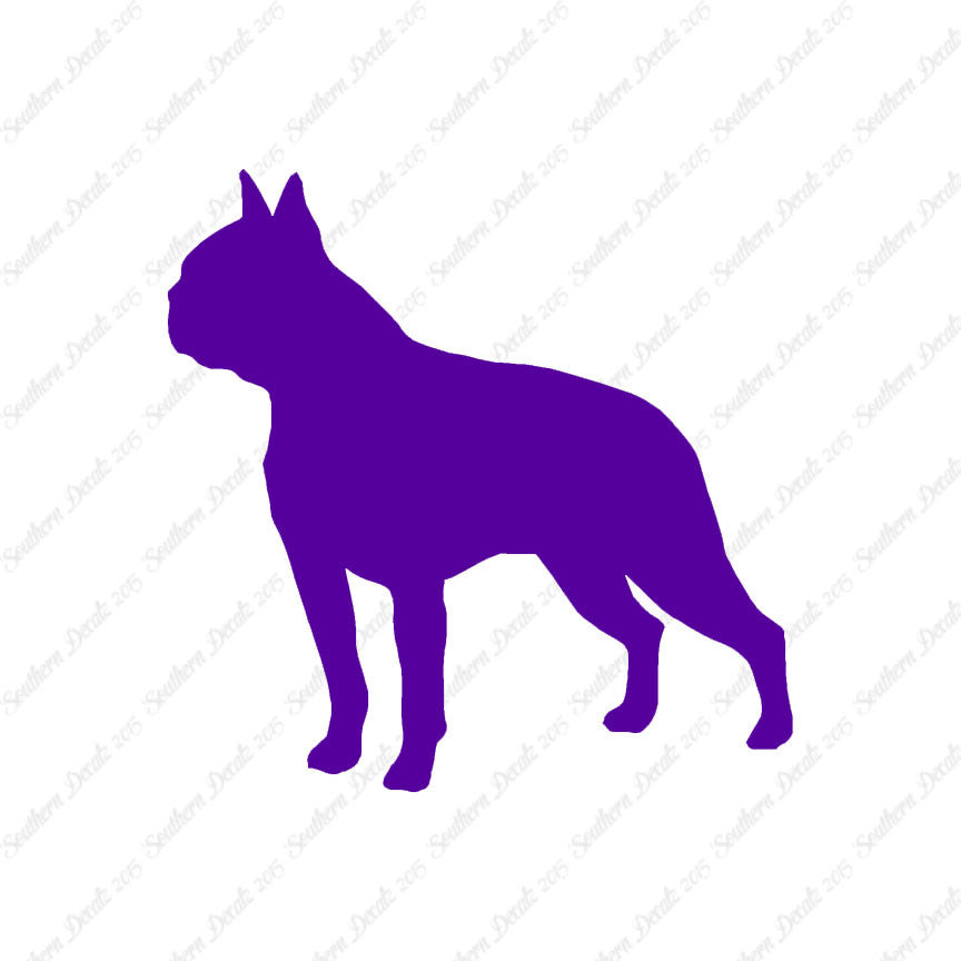 Boston Terrier Dog Breed