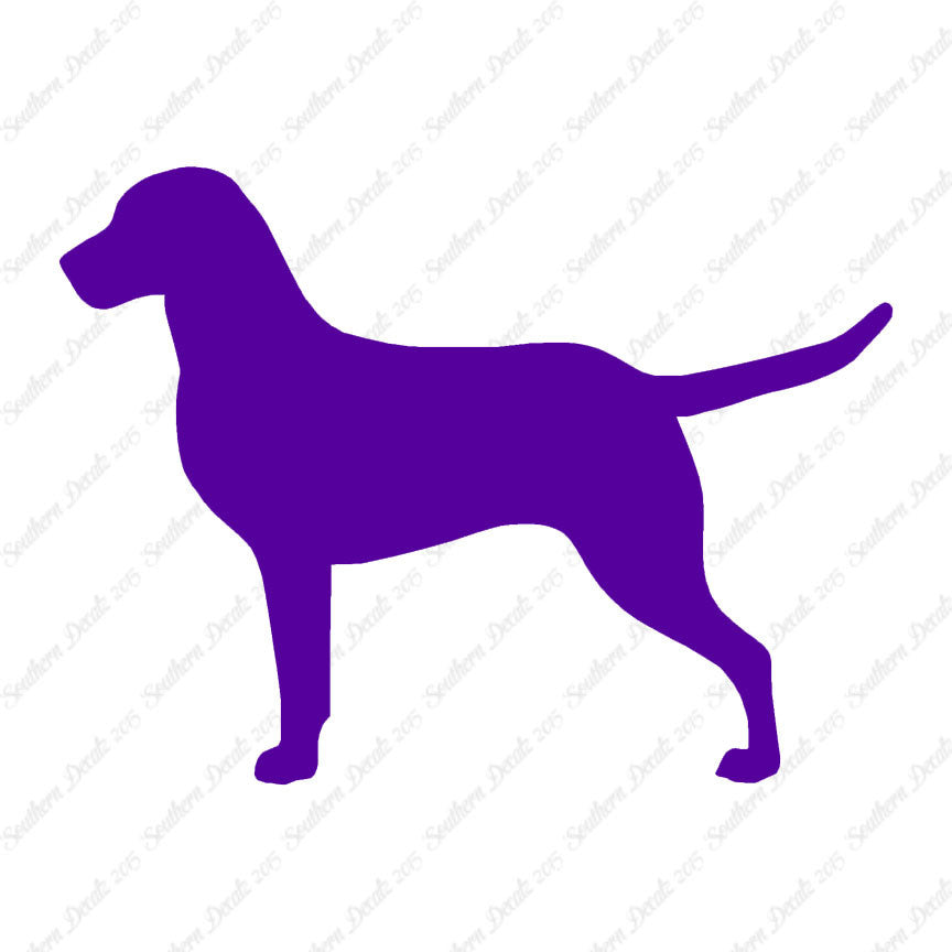 Chesapeake Bay Retriever Dog Breed
