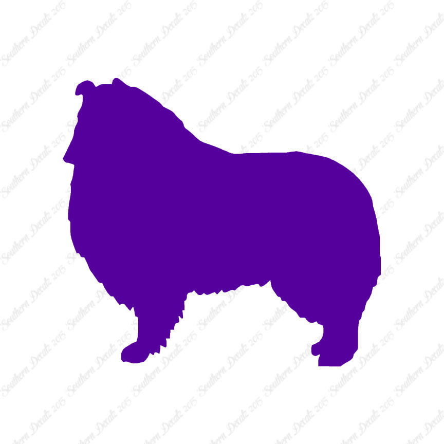 Shetland Sheepdog Collie Dog Breed