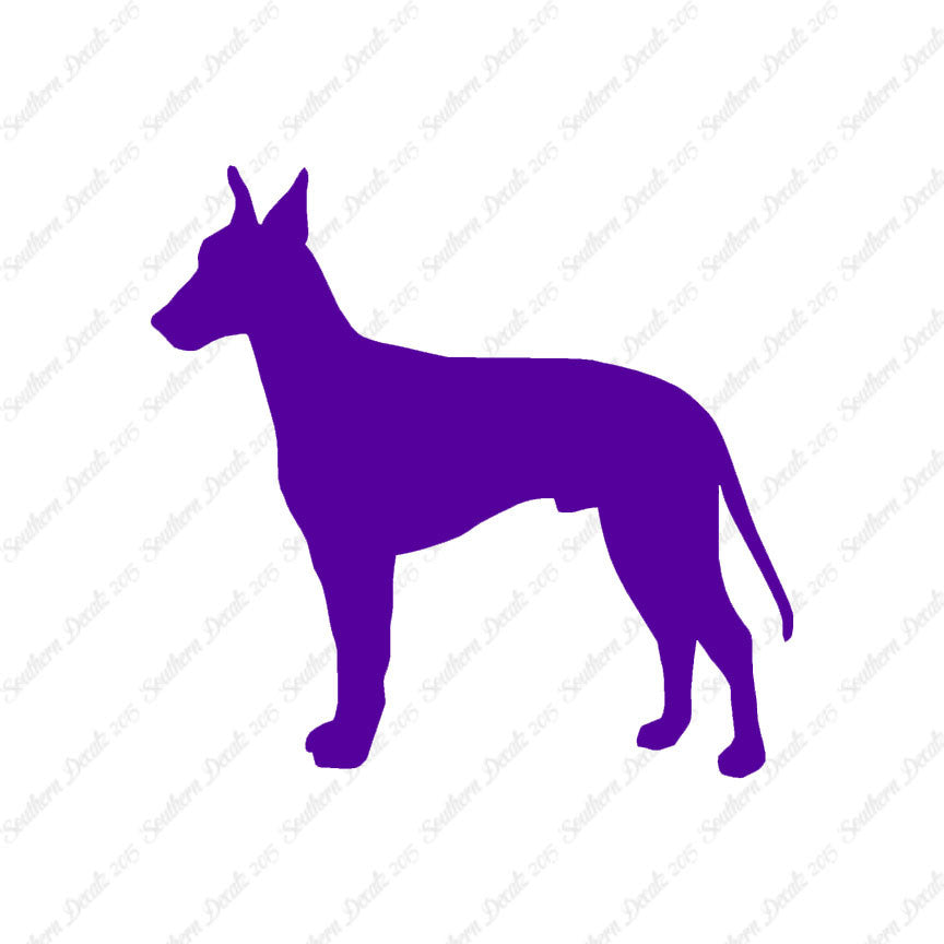 Manchester Terrier Dog Breed