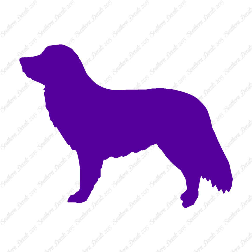 Duck Tolling Retriever Dog Breed