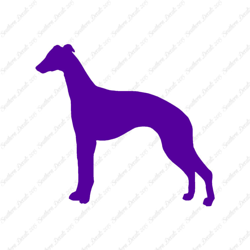 Whippet Dog Breed