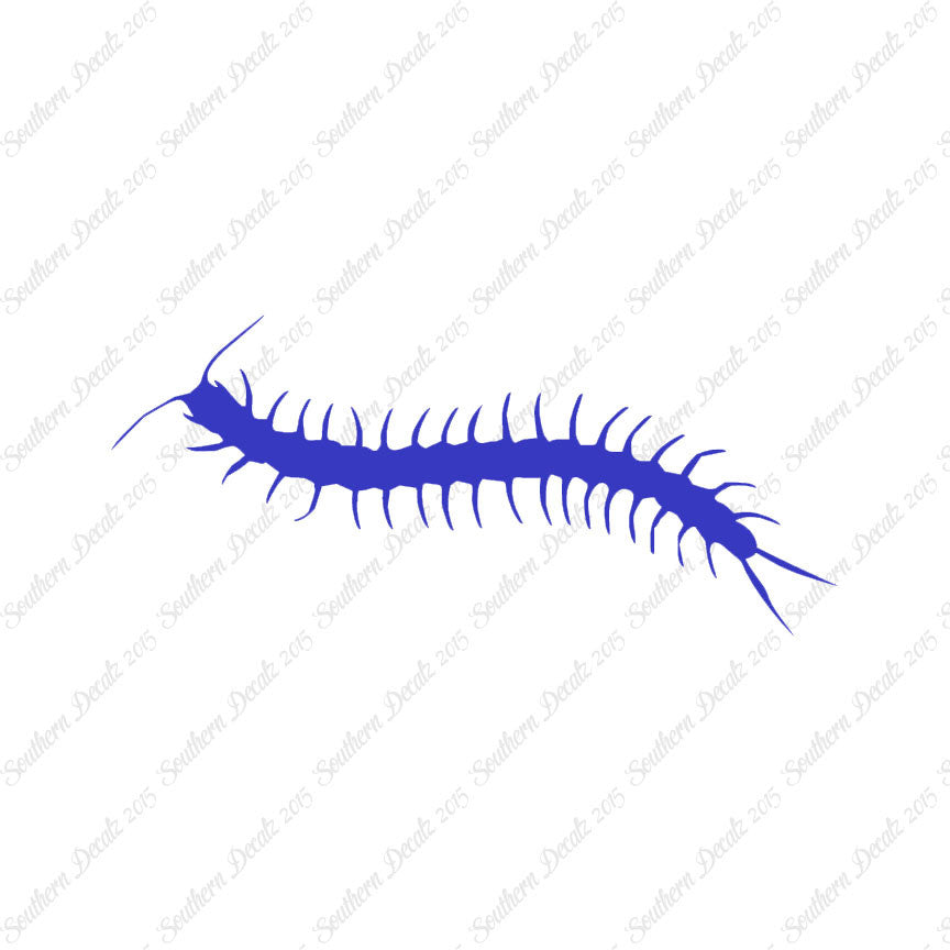 Centipede Millipede Insect