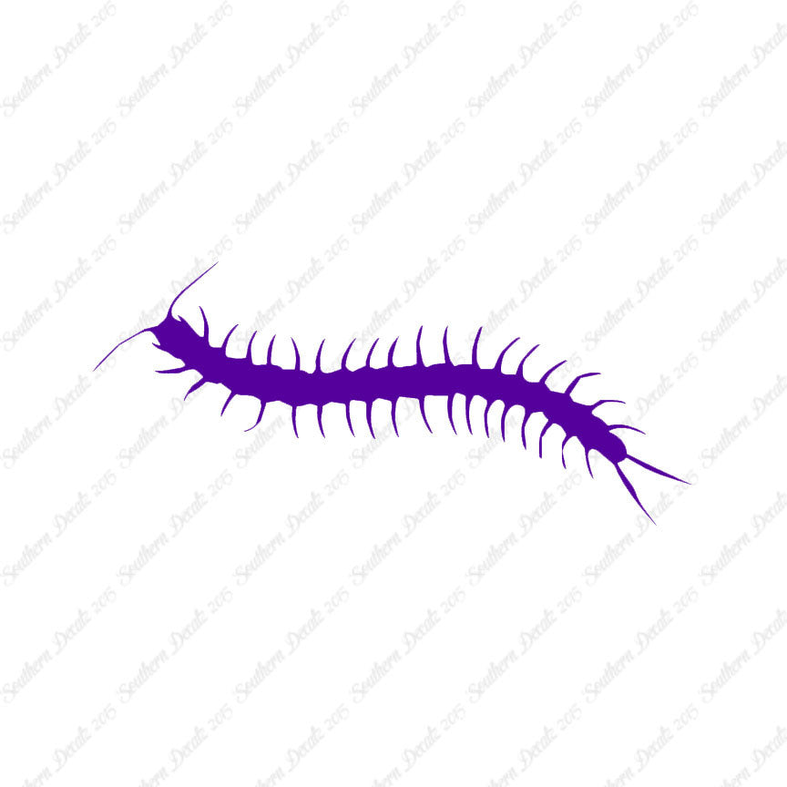 Centipede Millipede Insect