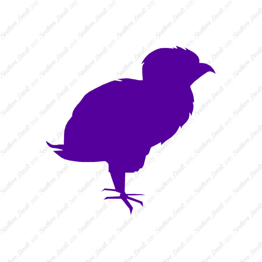 Baby Chicken Chick Poultry