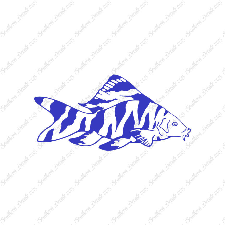 Zebra Loach Fish