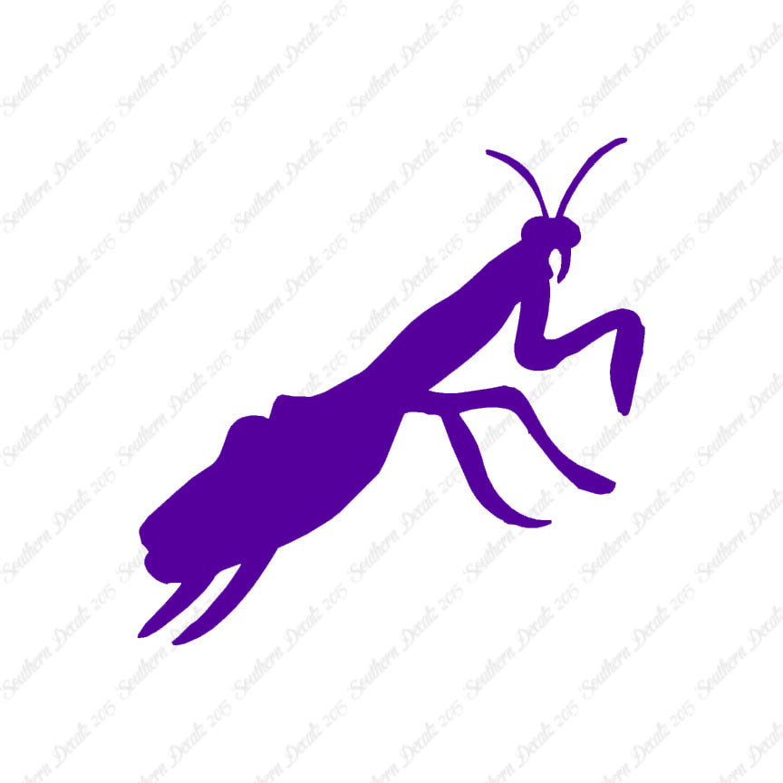 Praying Mantis Insect