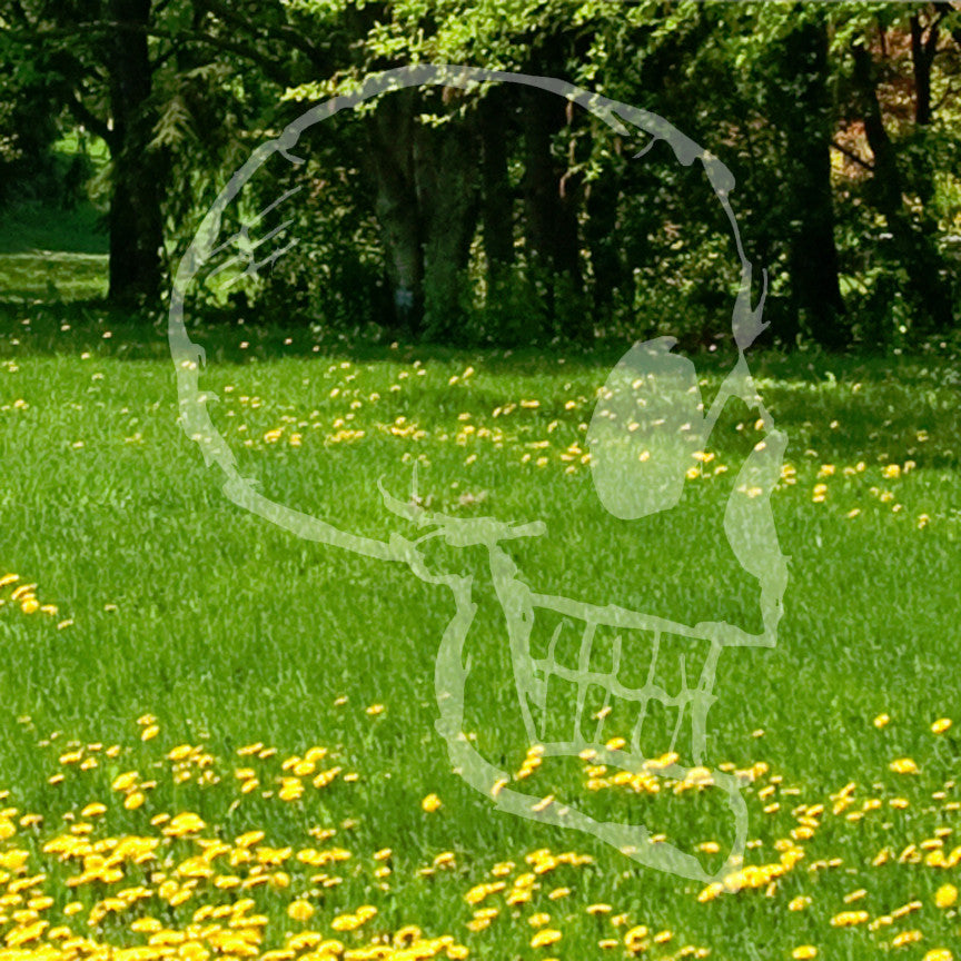 Skull Drawing Art