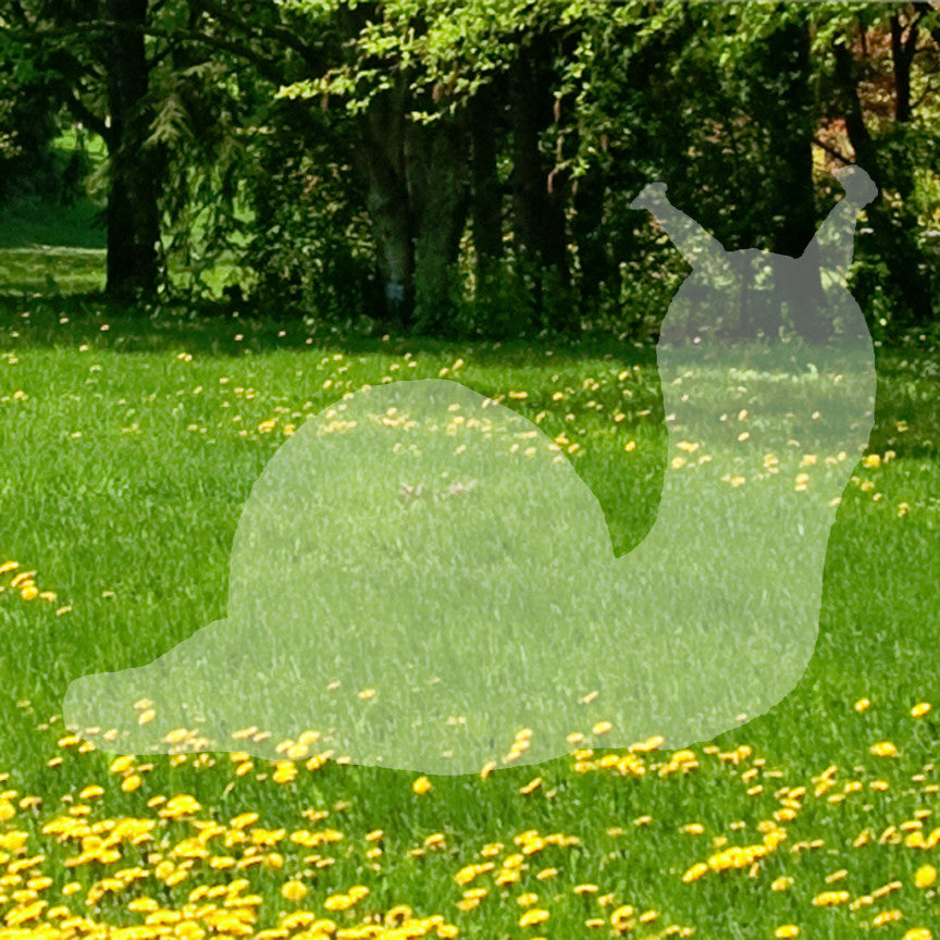 Snail Slug