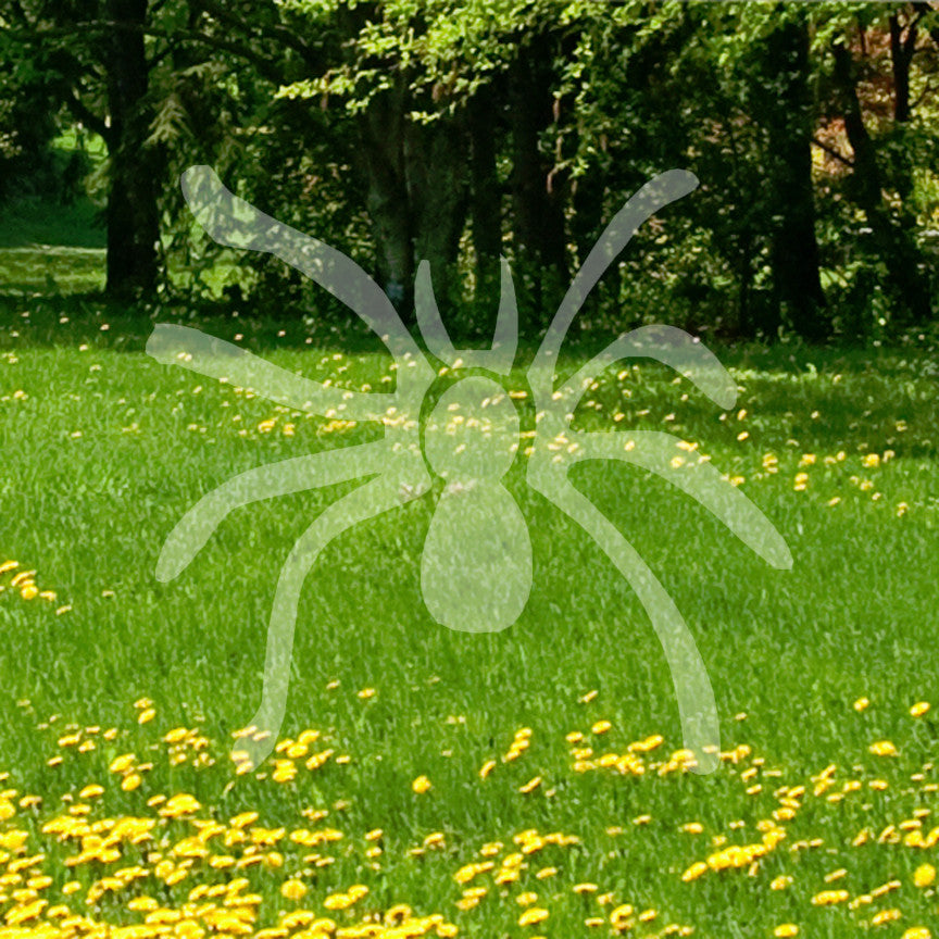 Spider Art Drawing