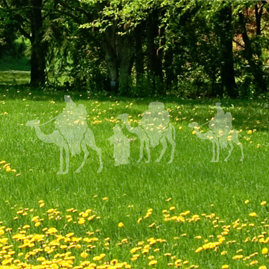 Three Wise Men Camel