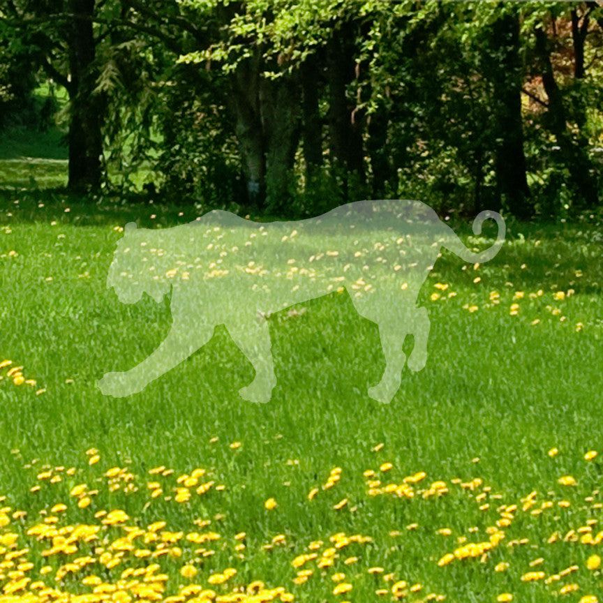 Big Cat Tiger