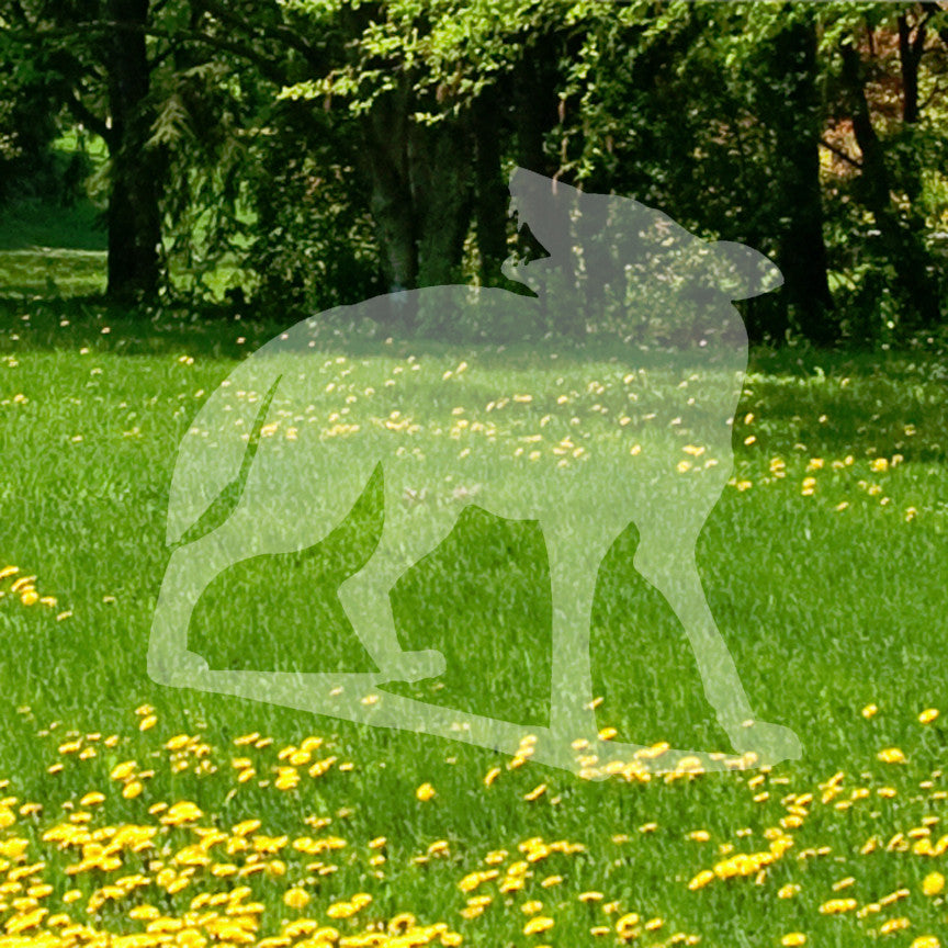 Coyote Wolf Dog