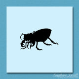Beetle Insect Bug
