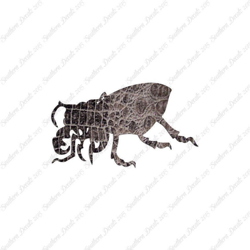 Beetle Insect Bug