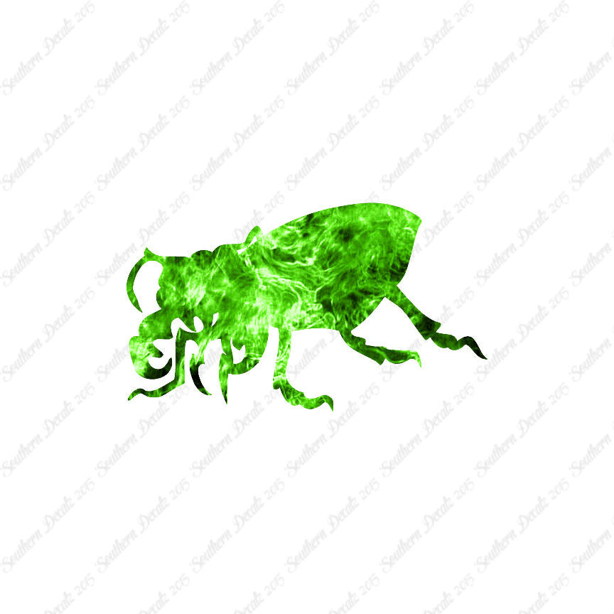 Beetle Insect Bug