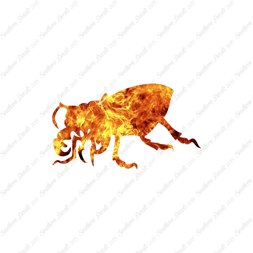 Beetle Insect Bug