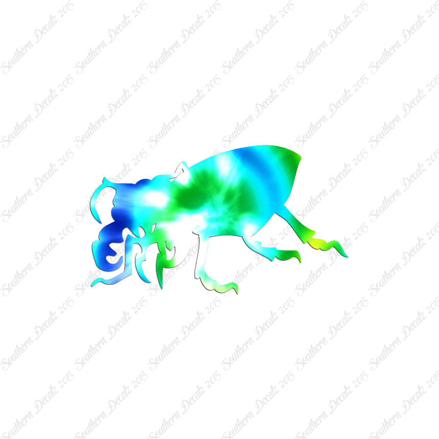 Beetle Insect Bug