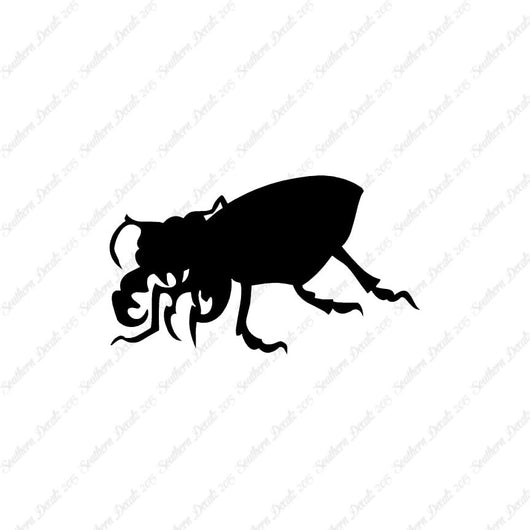 Beetle Insect Bug