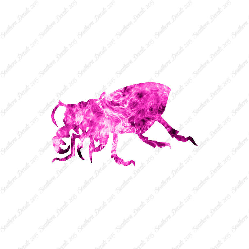Beetle Insect Bug