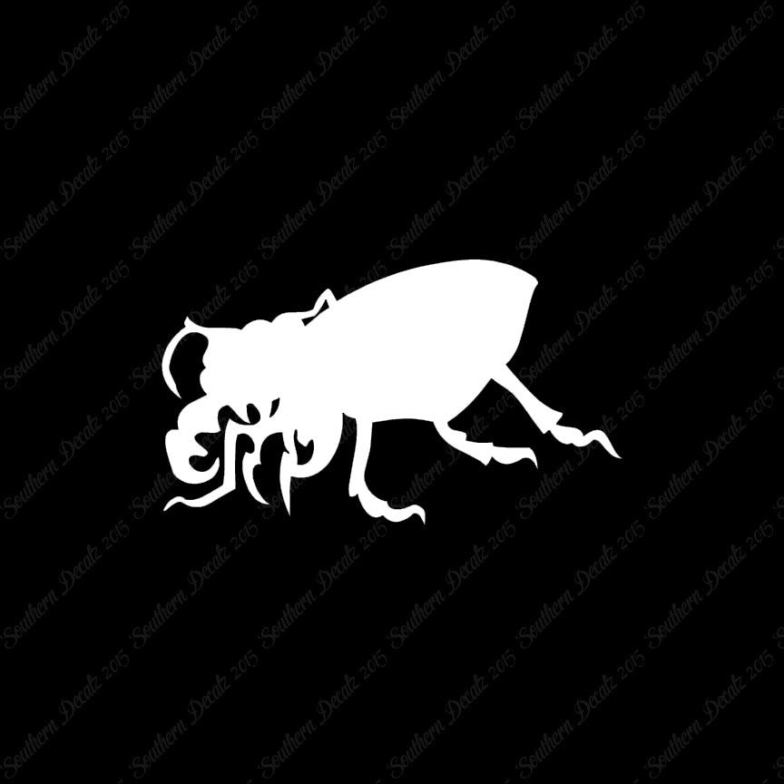 Beetle Insect Bug