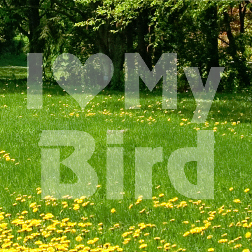 I Love My Bird Heart