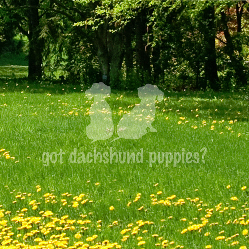 Got Dachshund Puppies ? Dog Breed