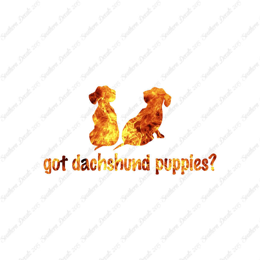 Got Dachshund Puppies ? Dog Breed