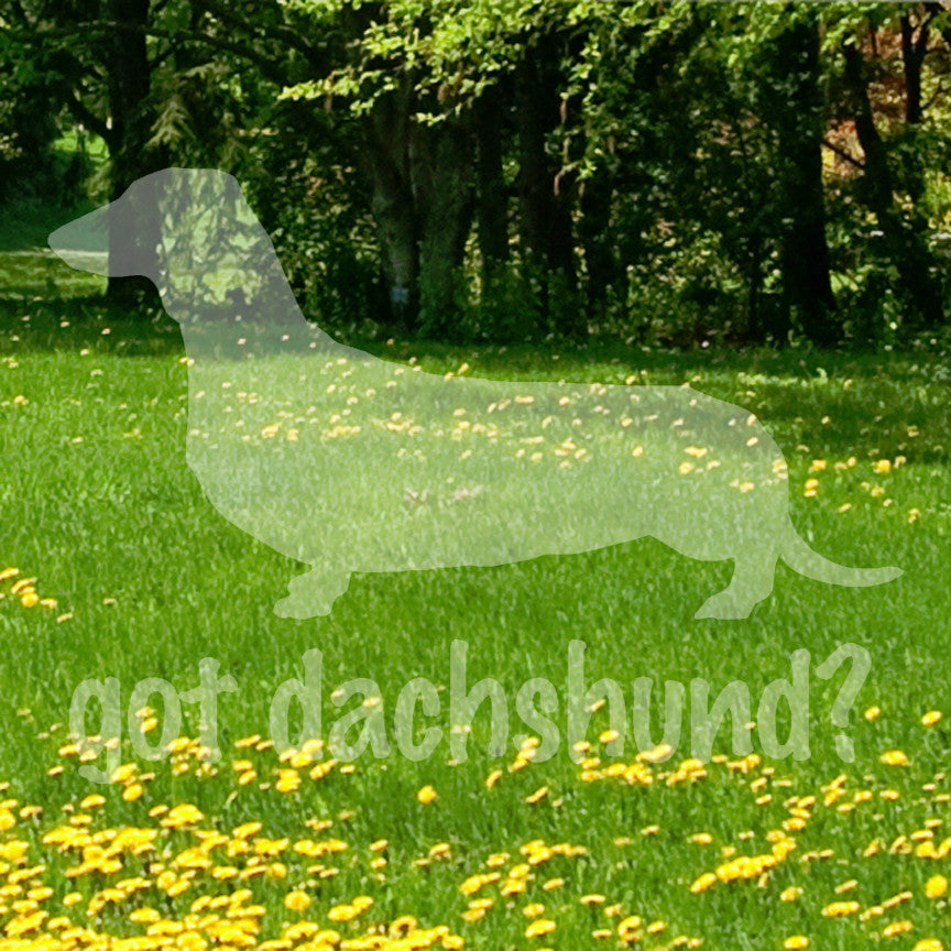 Got Dachshund ? Breed Dog