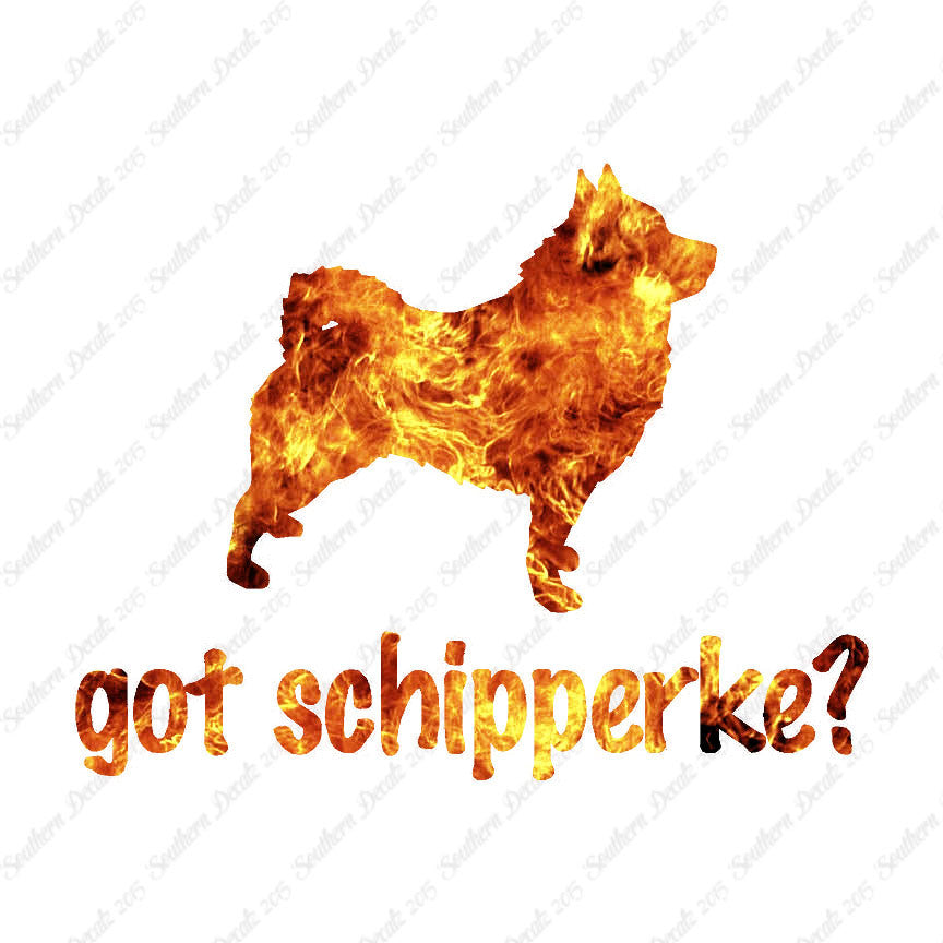 Got Schipperke ? Dog Breed