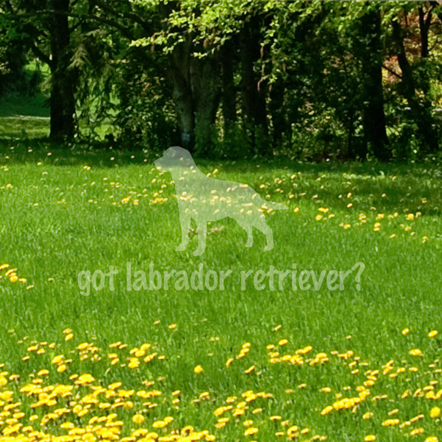 Got Labrador Retriever ? Dog Breed