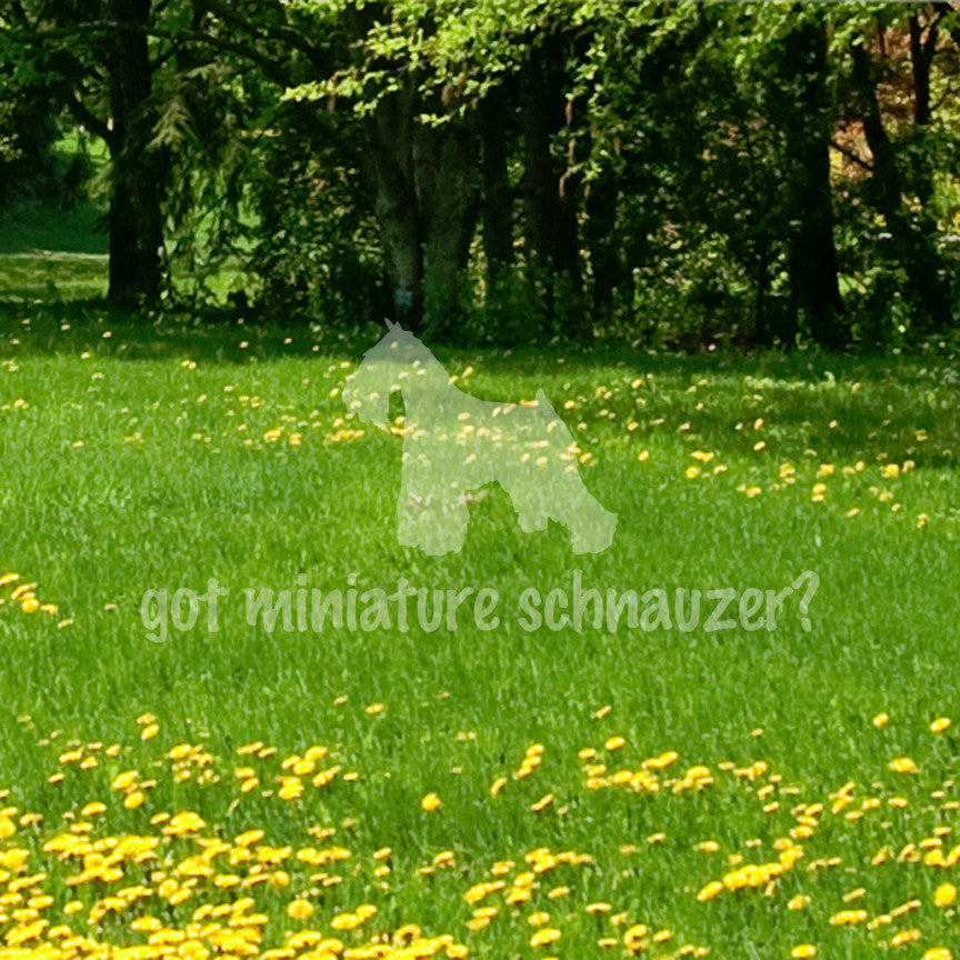 Got Miniature Schnauzer ? Dog Breed