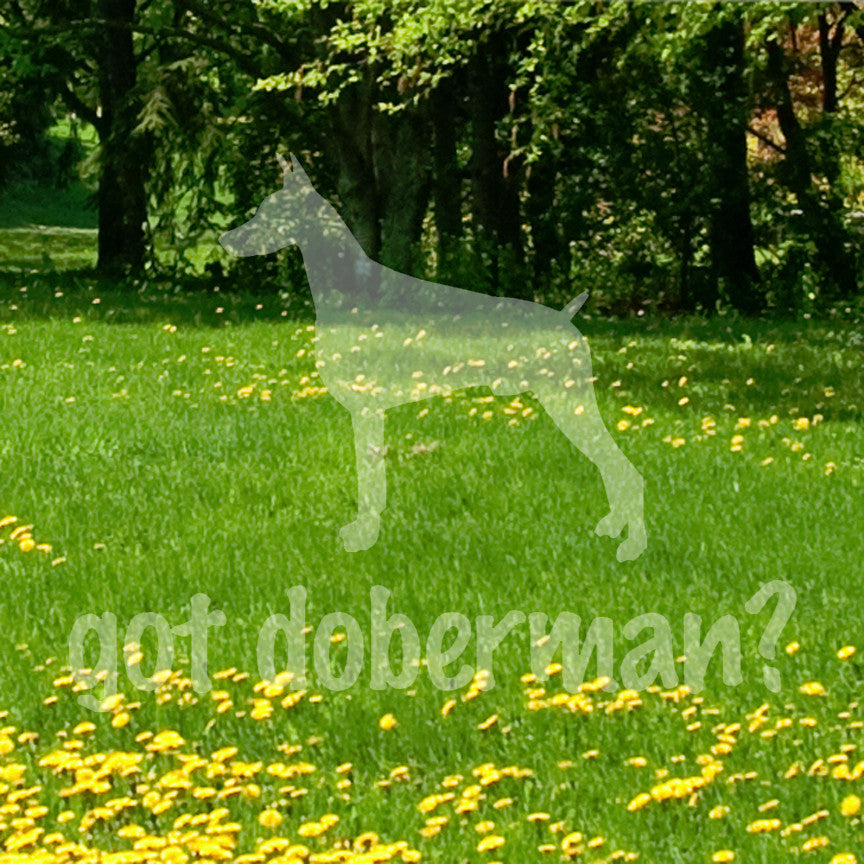 Got Doberman ? Dog Breed