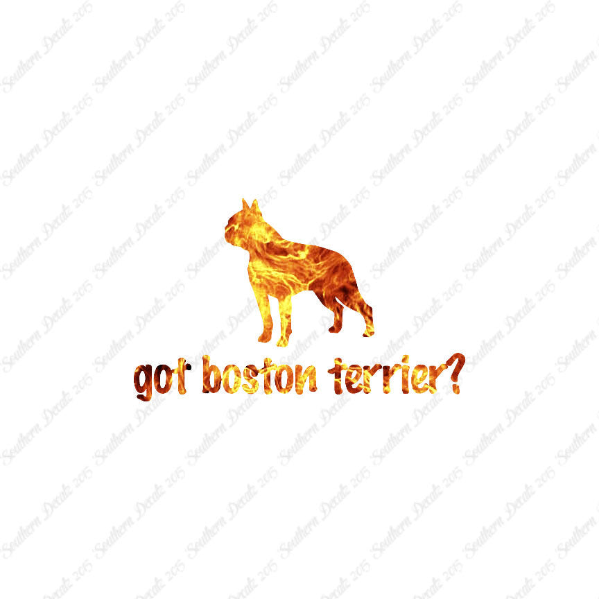 Got Boston Terrier ? Dog Breed