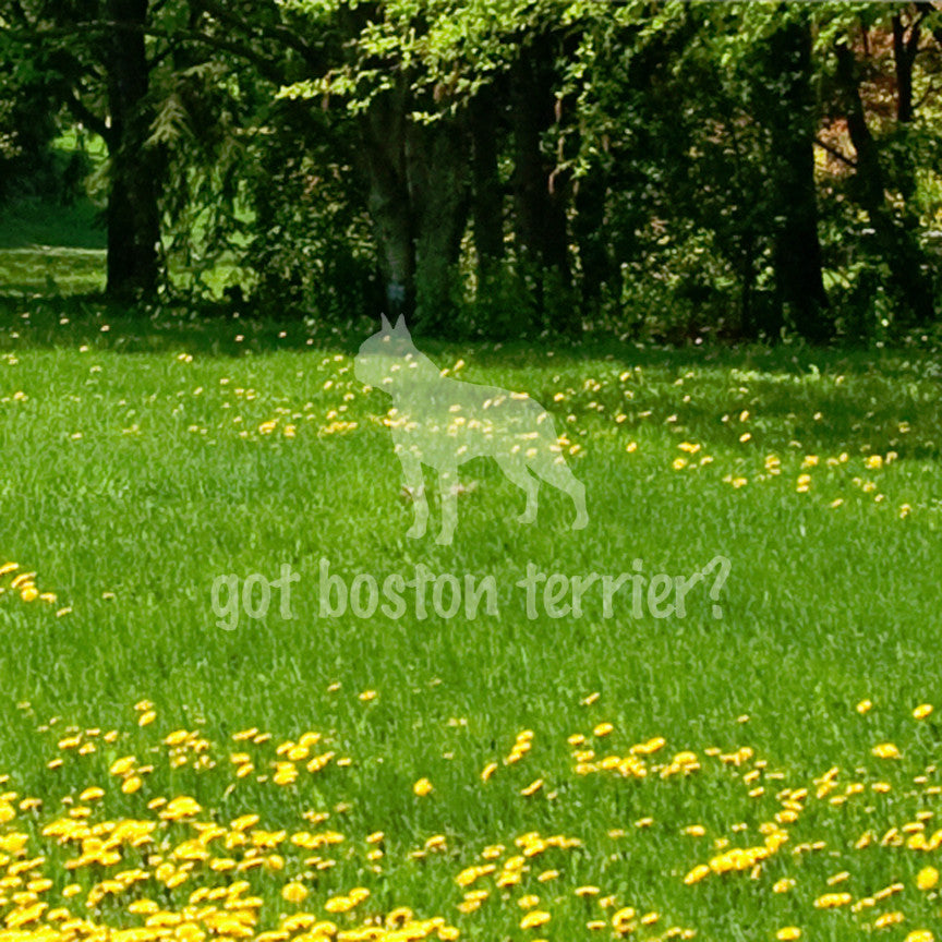Got Boston Terrier ? Dog Breed
