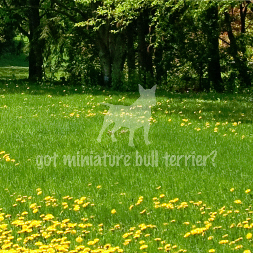 Got Miniature Bull Terrier ? Dog Breed