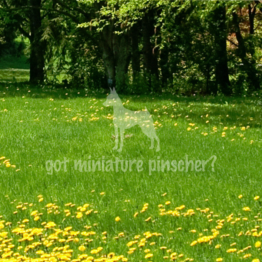 Got Miniature Pinscher ? Dog Breed