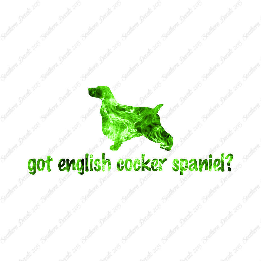 Got English Cocker Spaniel ? Dog Breed