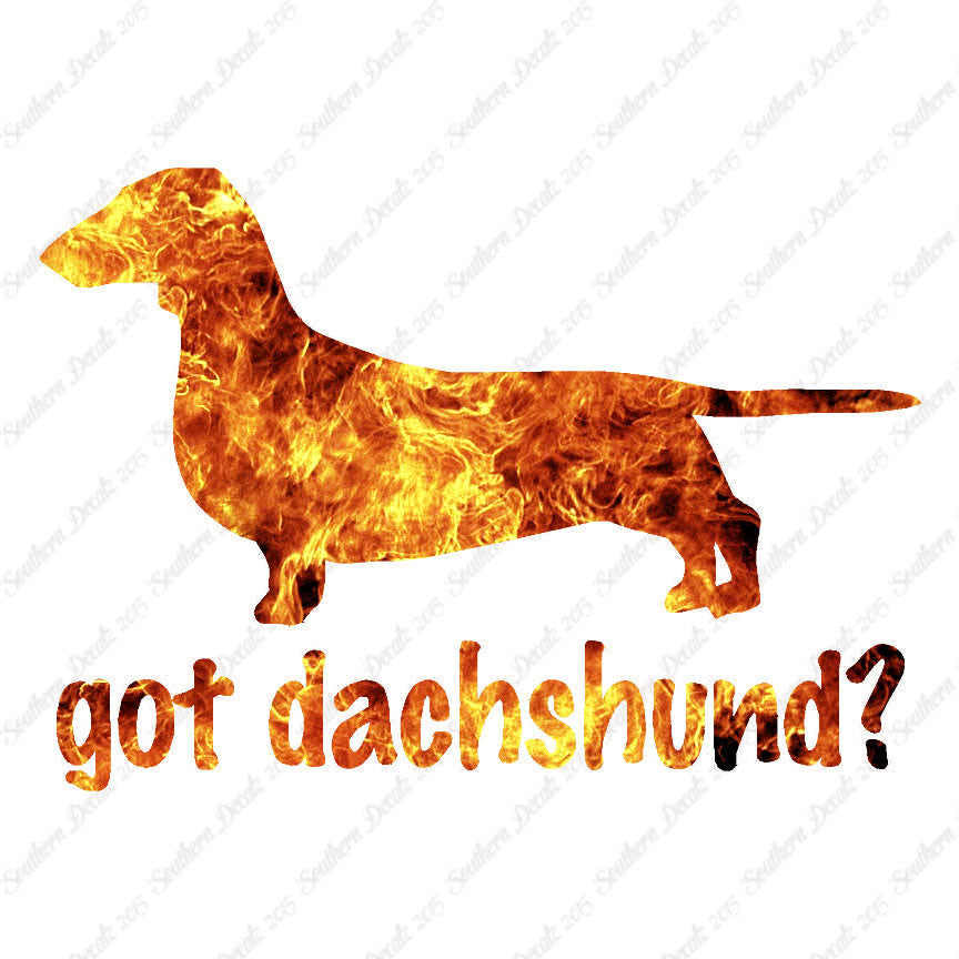Got Dachshund ? Dog Breed