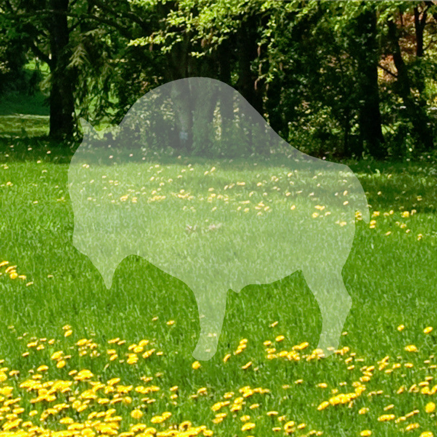 Buffalo Bison Ox