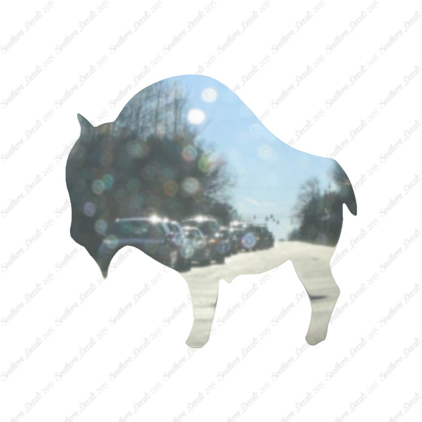 Buffalo Bison Ox