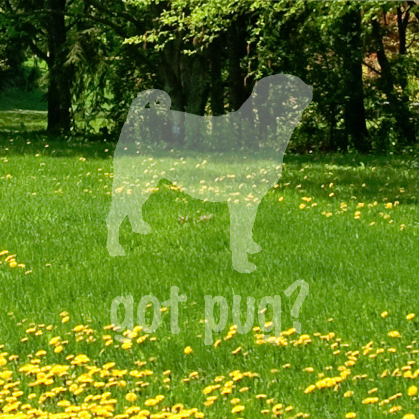 Got Pug ? Dog Breed