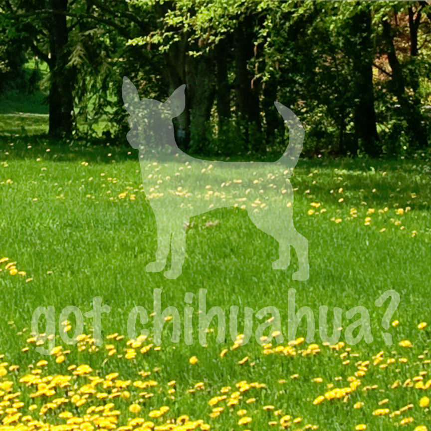 Got Chihuahua ? Dog Breed