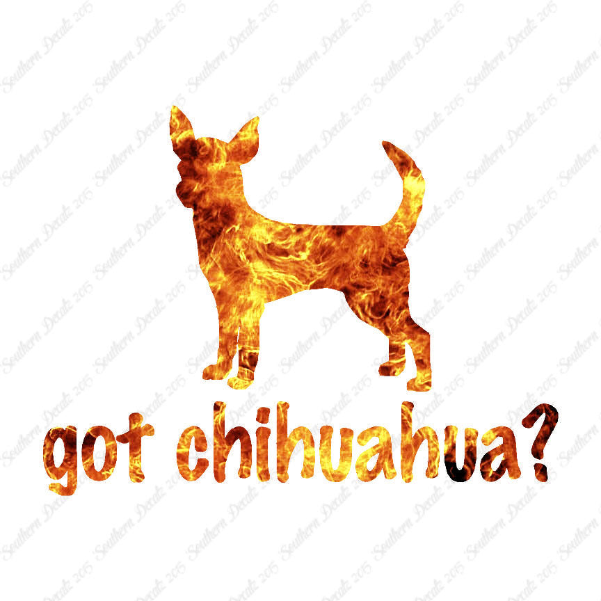 Got Chihuahua ? Dog Breed