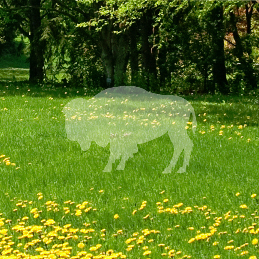 Bison Buffalo Oxen