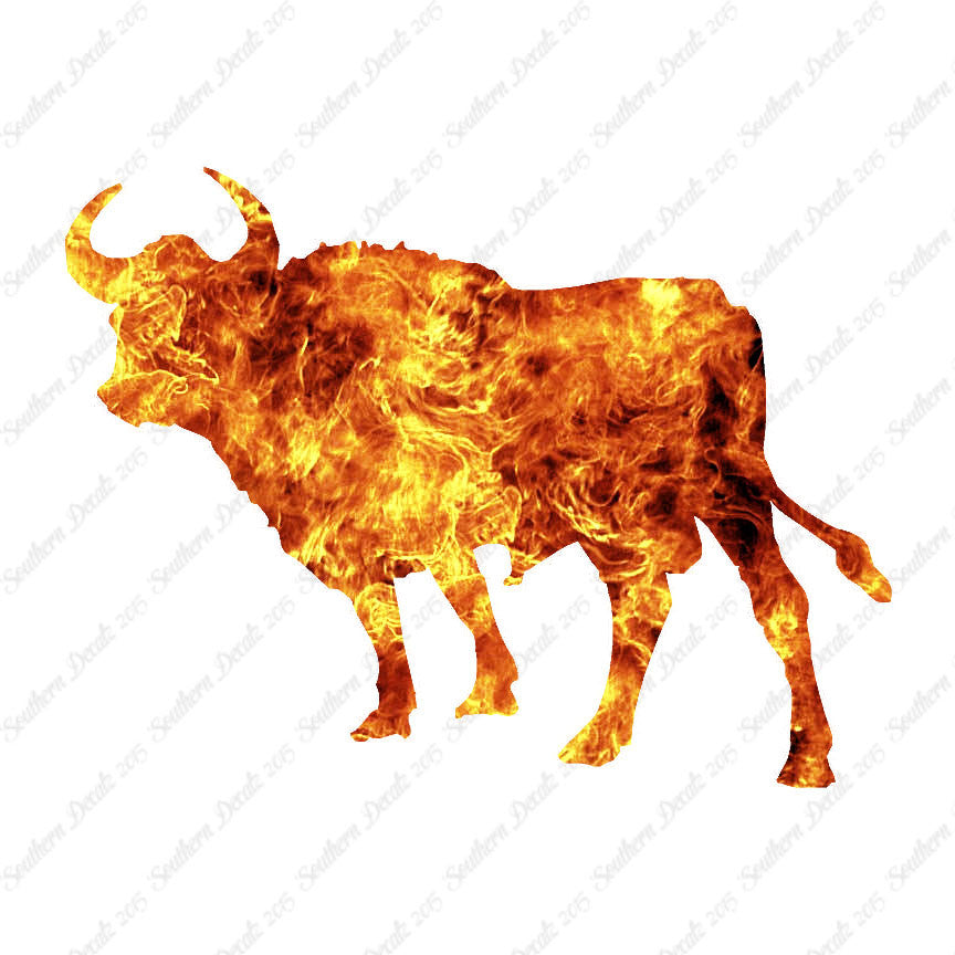 Bull Cow Ox Angus