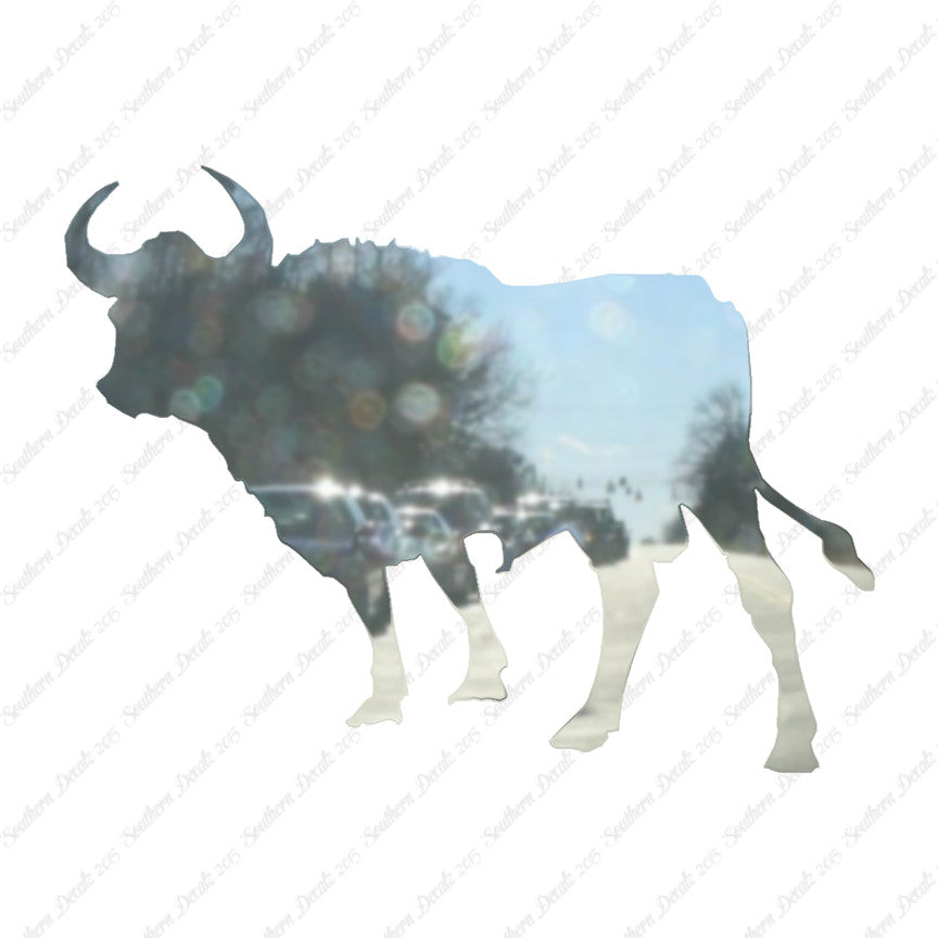 Bull Cow Ox Angus
