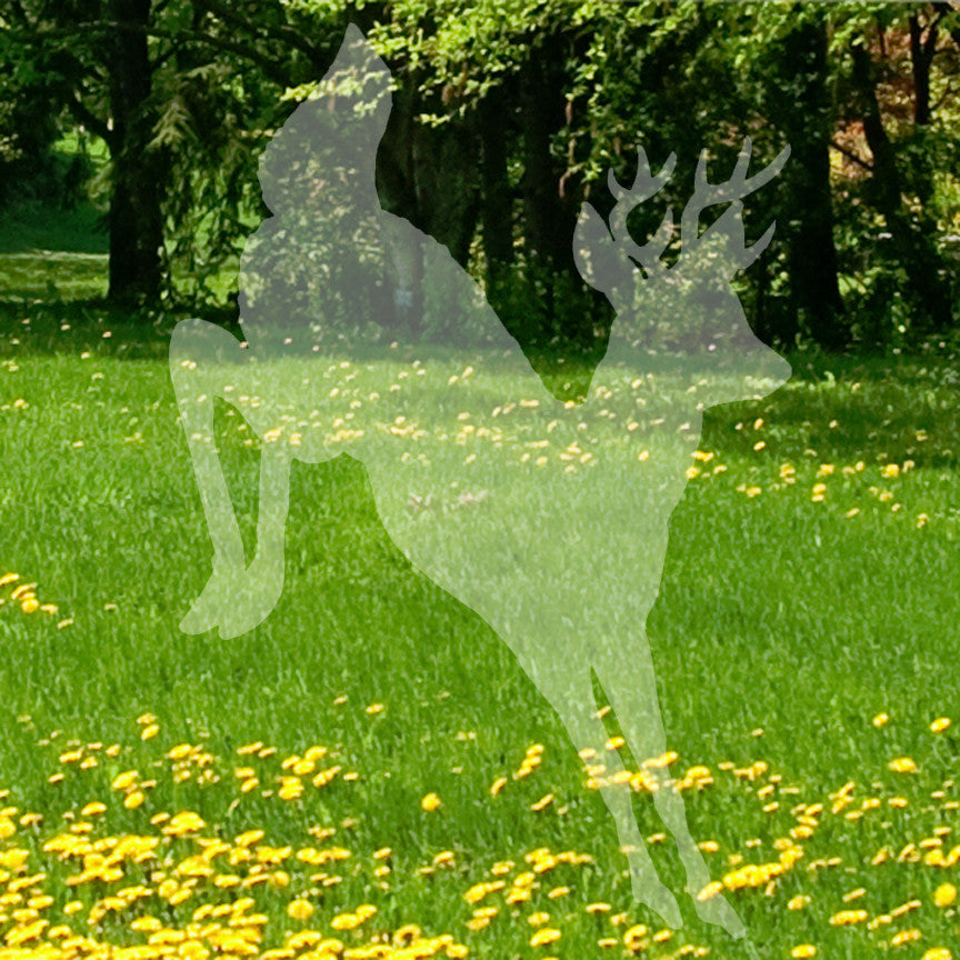 Deer Doe Buck