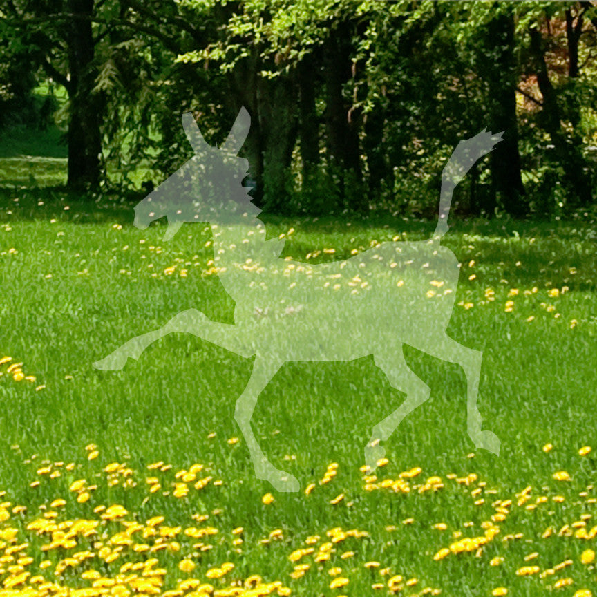 Donkey Mule